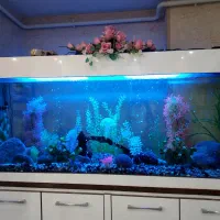 آکواریوم|ماهی|محمدیه-قزوین, |دیوار