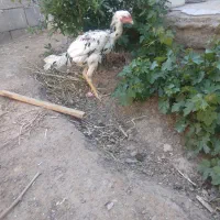 خروس لاری افغان