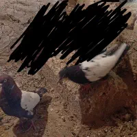 کبوتر سینه ای