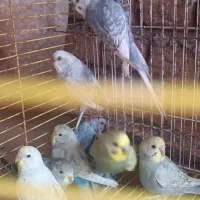 هشتا مرغ عشق اسپنگل|پرنده|خان ببین, |دیوار