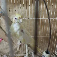 طوطی عروس نر لوتینو زعفرانی سخنگو