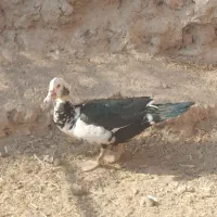 اردک اسرائیلی، بوقلمون|حیوانات مزرعه|سمنان, |دیوار