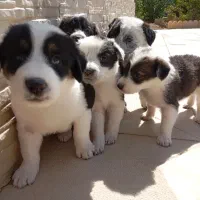 واگذاری رایگان