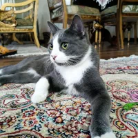 گربه آپارتمانی|گربه|مراغه, |دیوار