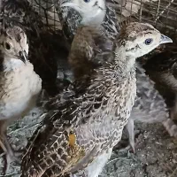 فروش مرغ و خروس امریکایی زینتی|حیوانات مزرعه|سنگدوین, |دیوار