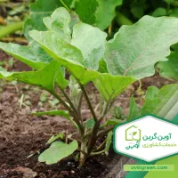 فروش نشا بادمجان گلخانه لامپی