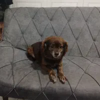 سگ پاکوتا|سگ|گرگان, |دیوار