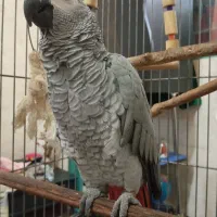 کاسکو دم قرمز|پرنده|شهریار, دهشاد بالا|دیوار