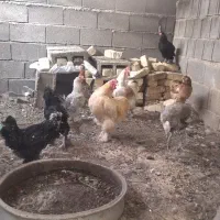 مرغ خروس
