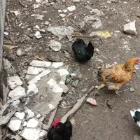 امپراتوری و مینیاتور و مرغ محلی|حیوانات مزرعه|بندر انزلی, کلیور|دیوار