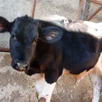 دو راس گوساله سیمینتال ماده و نر امریکایی|حیوانات مزرعه|قائم‌شهر, |دیوار