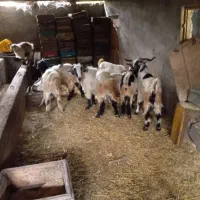 بز و بزگاله|حیوانات مزرعه|حویق, |دیوار