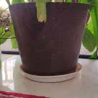 گل موزی|گل و گیاه طبیعی|ماهان, |دیوار