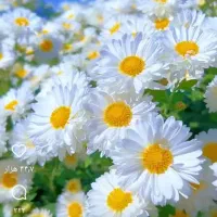 عاشق تکنولوژی