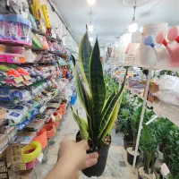 سانسوریا زاموفیلیا بلک برکین بامبو خاکی گندمی دیفن|گل و گیاه طبیعی|قم, ولیعصر|دیوار