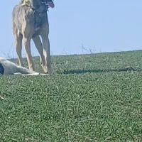 سرابی ۲ ساله|سگ|دره رود, |دیوار