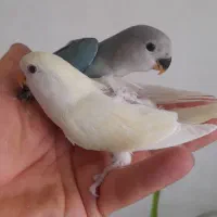 سالن گرینچیک  برزیلی  عروس هلندی ومرغ عشق