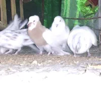 کفتر پرشی|پرنده|مهریز, |دیوار