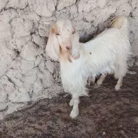 دوعددکهره نر