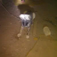 سگ سرابی نگهبان و سگ گله نرو ماده پلنگی ففادارترین