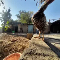 کفتر|پرنده|هشتگرد, هیو|دیوار