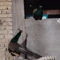 جفت طاووس مصری