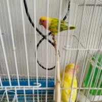 معاوضه|پرنده|سیستان, |دیوار