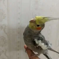 عروس هلندی نر