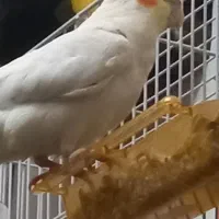 گمشده