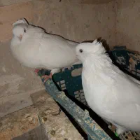 کبوتر|پرنده|میاندوآب, |دیوار