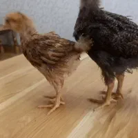 یک جفت جوجه نر وماده