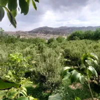 یک هکتار باغ سپیدان