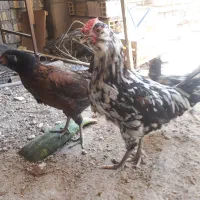 خروس گلین