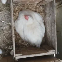 6 عدد مرغ کرک گلین روی تخم