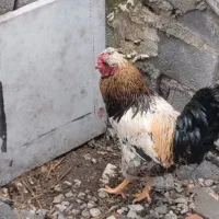 خروس کاکلی 800