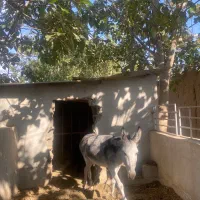 خر ماده|حیوانات مزرعه|شاهرود, |دیوار