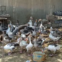 غاز
