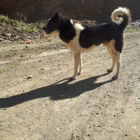 سگ گله جوان