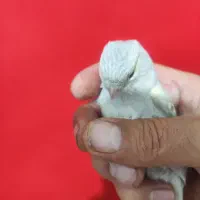 قناری اوپال ماده|پرنده|شیراز, تندگویان|دیوار