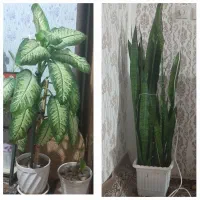 گل سانسوریا