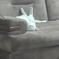 واگذاری گربه|گربه|شلمان, |دیوار