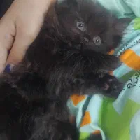 توله گربه بریتیش لانگ هیر چاکلت