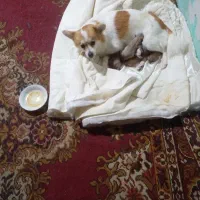 فروش توله سگ های پامری