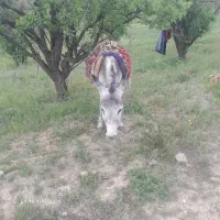 خر ماده