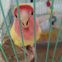 یک عدد طوطی کوتوله