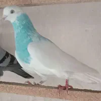 کفترپرشی|پرنده|گرگان, |دیوار