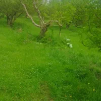 120 باغه یونجه تو باغچه دارم مرگور