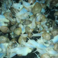 فروش حلزون یک موجود آرام و ارزشمند برای طبیعت شما