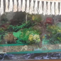 اکواریوم ۲ عدد