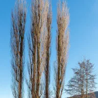 فروش درختان قلمه (گوواخ)